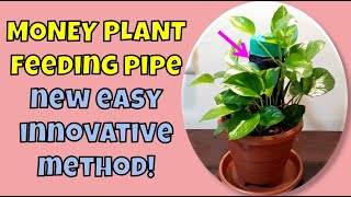 GROW MONEY PLANT IN A NEW AND UNIQUE WAY| मनी प्लांट को उगाने का नया और बेहतरीन तरीका | CLIMBER POLE