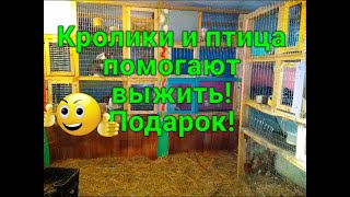 КРОЛИКИ И ПТИЦА ПОМОГАЮТ ВЫЖИВАТЬ, ПОДАРОК!