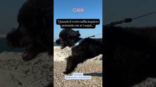 Quando il vento soffia inquieto portando con sé i sogni #cani #animali #aforismi #frasedelgiorno