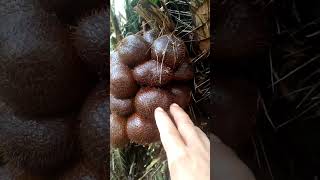 Kebun Salak Pondoh Jumbo #shorts