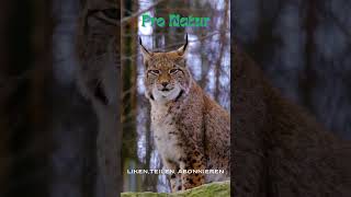 Luchs