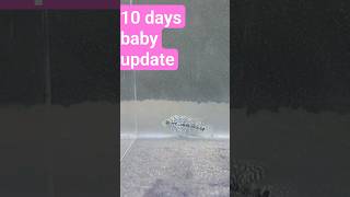 10days flowerhorn baby update