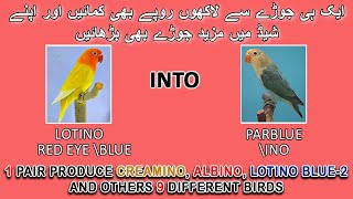 ایک ہی جوڑے سے 9 طریقے کے بچے حاصل کریں | HOW TO PRODUCE ALL RED EYES BIRDS IN 1 PAIR | AAB INFO