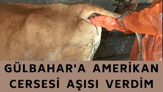 GÜLBAHAR'A AMERİKAN CERSESİ AŞISI VERDİM