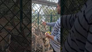 Feeding Deer