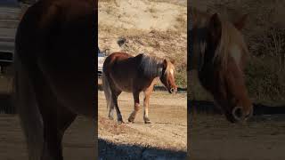 Wild Horses OBX NC #obx #beachlife #horse #beach #rawnature