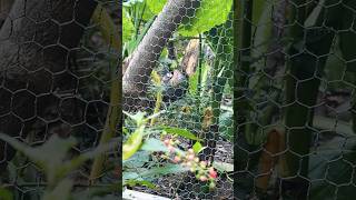 Burung jenjang mahkota ngumpet #shorts #shortvideo #cute #animals