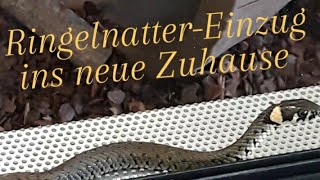 Ringelnatter Einzug in's neue Zuhause. #schlange #natrix #snake #snakes #ringelnatter