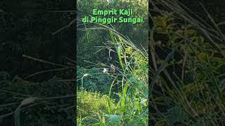 Beginilah Burung Emprit Kaji di alam liar