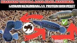 PAKAN WAJIB AURANTI BOCIL CB AGAR RIM PUTIH, KONSISTEN AUTO CEPAT KELUAR!! #aurantimaculata #auranti