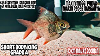 IKAN TANKMATE GEMOY ! Beli KAVIAT BANGKOK SB KING GRADE A