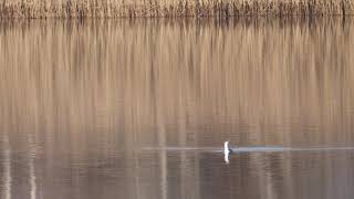 Sterntaucher auf der Kiesgrube Eilenburg - red-throated diver - Gavia stellata