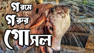 গরুর গোসল অনেক গুরুত্বপূর্ণ || Purbasha Agro