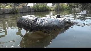 Gatorfest 2018 Alligator Wrestling Competition (Full Event Video)