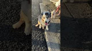 Dogs at the Pacifica Pier