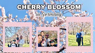 CHERRY BLOSSOM IN GERMANY🇩🇪🌸 | FAMOUS | SCHLOSSGARTEN-SCHWETZINGEN 🏰🤩