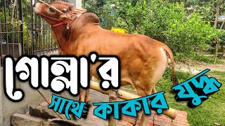 গরুর গুতা খেলাম পেটভরে || Purbasha Agro