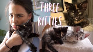 adopting 3 sister kittens // VLOG