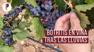 Botritis en viña tras las lluvias