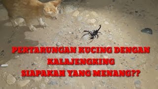 Kucing vs kalajengking siapa yang menang