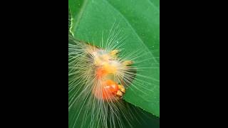 Caterpillar feeding frenzy #caterpillar #bug