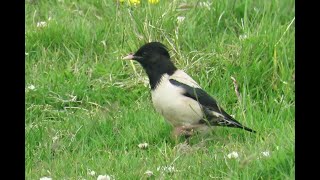 Rose-coloured Starling on Rathlin, June 2022