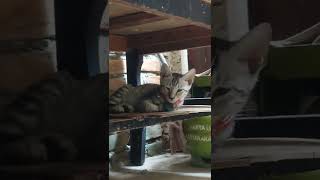 kucing bobo siang di teras belakang