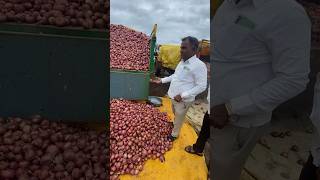 Nashik Onion -: Live Market -9834053471