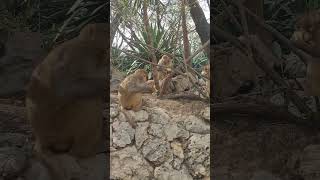 Monkeys are enjoying fruits | 4K | #shorts