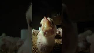 Good night from Chicky 😘 #chicks #chicken #farmer #broiler #puppy #funny