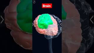 Mind || 3D Animation video || #shorts