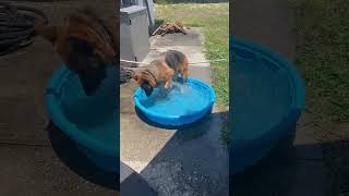 Playing in her pup pool! #splash #dog #gsd #germanshepherd