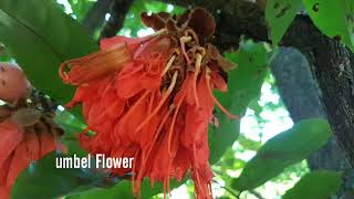 Bownea hybrida Backer, Scarlet Flame Bean.