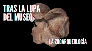 Tras la Lupa del Museo - La Zooarqueología 🔍🦴