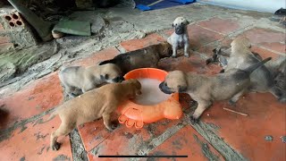 Chó Con Tập Ăn Cháo|| Puppies Learn to Eat Porridge