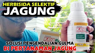 Herbisida Selektif Jagung Kayabas, Solusi Pengendali Gulma Jagung