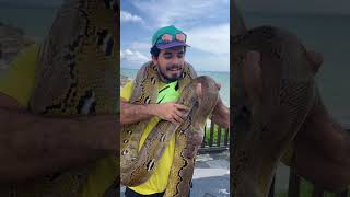 SNAKE ATTACK