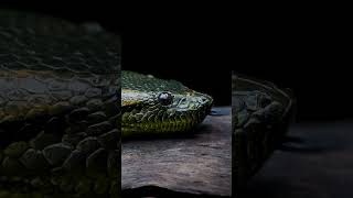 Behold the green anaconda 🐍 #greenanaconda #anaconda #snake #snakes #reptile #animals #vantara #jazz