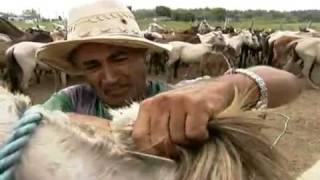 Cavalo Baixadeiro do Maranhão