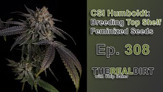 CSI Humboldt: Breeding TOP SHELF Feminized Seeds