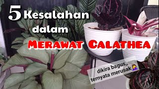 5 Kesalahan dalam Merawat Tanaman Calathea || no. 5 dikira bagus ternyata Sangat Merusak 🤦‍♀️