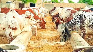 عزیز کیٹل فارم اینڈ پلائی سینٹر حاصل پور Aziz Cattle Farm and Palai Center Hashilpur