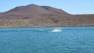 Dolphins Isla Ensenada