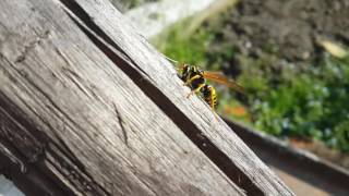 Yellow Jacket Wasp