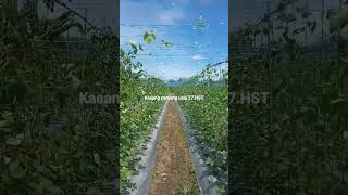 kacang panjang cap panah merah usia 27.HST #shorts