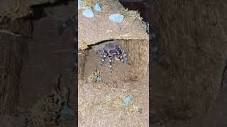 Tarantula Feeding Video 077 - Acanthoscurria geniculata