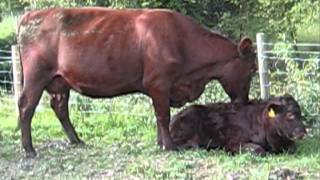 Red Polls are great mothers Wassledine