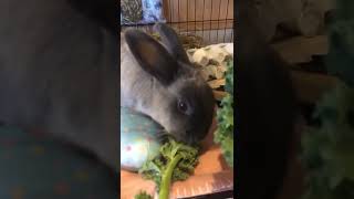 Bunnies eating fresh food #bunnies #shorts #cute #viral #subscribe #healthy #morningroutine #food