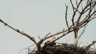 Bald Eagle Nest Shift Change - Mooseheart, IL 03/05/2017