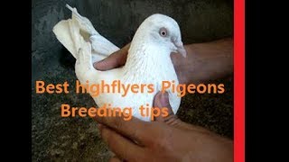 Ochi Uran Waly Kabootar kaisey nikaltey hai breeding tips and Trick...